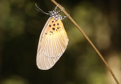 Mimacraea neurata