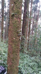 Hydrangea integrifolia