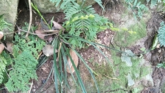 Carex sociata