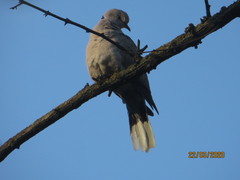 Streptopelia decaocto