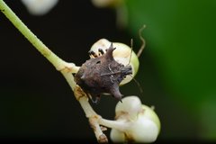 Aeschrocoris obscurus