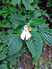 Impatiens