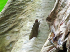 Erionota thrax