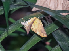 Oxyodes scrobiculata