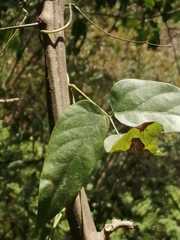 Mucuna mutisiana