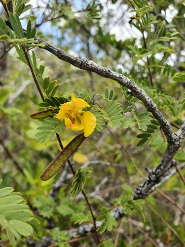 Chamaecrista lineata var. brachyloba