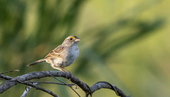 Ammodramus humeralis