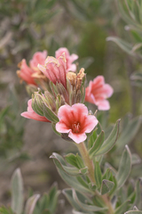 Lobostemon curvifolius