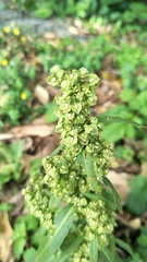 Rumex japonicus