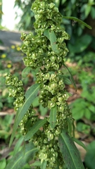 Rumex japonicus