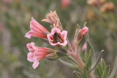 Lobostemon curvifolius