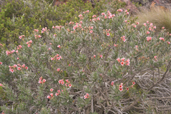 Lobostemon curvifolius