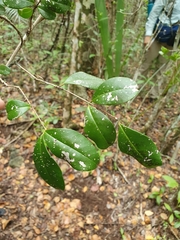 Pimenta racemosa