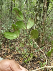 Pimenta racemosa