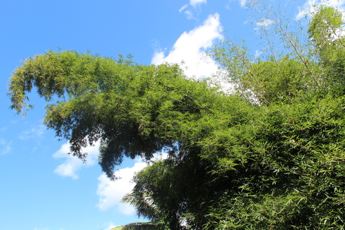 common bamboo