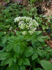Lecokia cretica