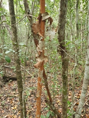 Pimenta racemosa