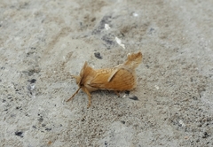 Metarbelidae