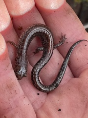 Plethodon sherando