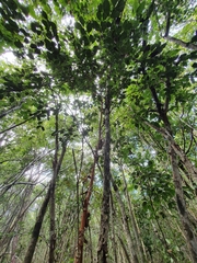 Pimenta racemosa