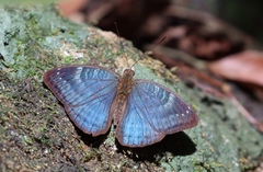 Euriphene veronica