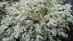 Stereocaulon saxatile