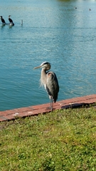 Ardea herodias