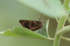 Iridana languyi