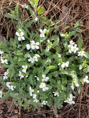 Arabis caucasica