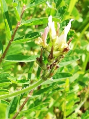 Astragalus boeticus