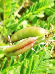 Astragalus boeticus