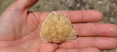 Calappa galloides