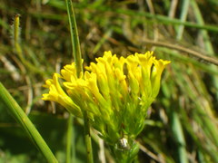 Sebaea sedoides