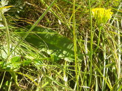 Sebaea sedoides