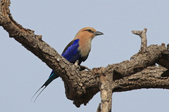Coracias cyanogaster