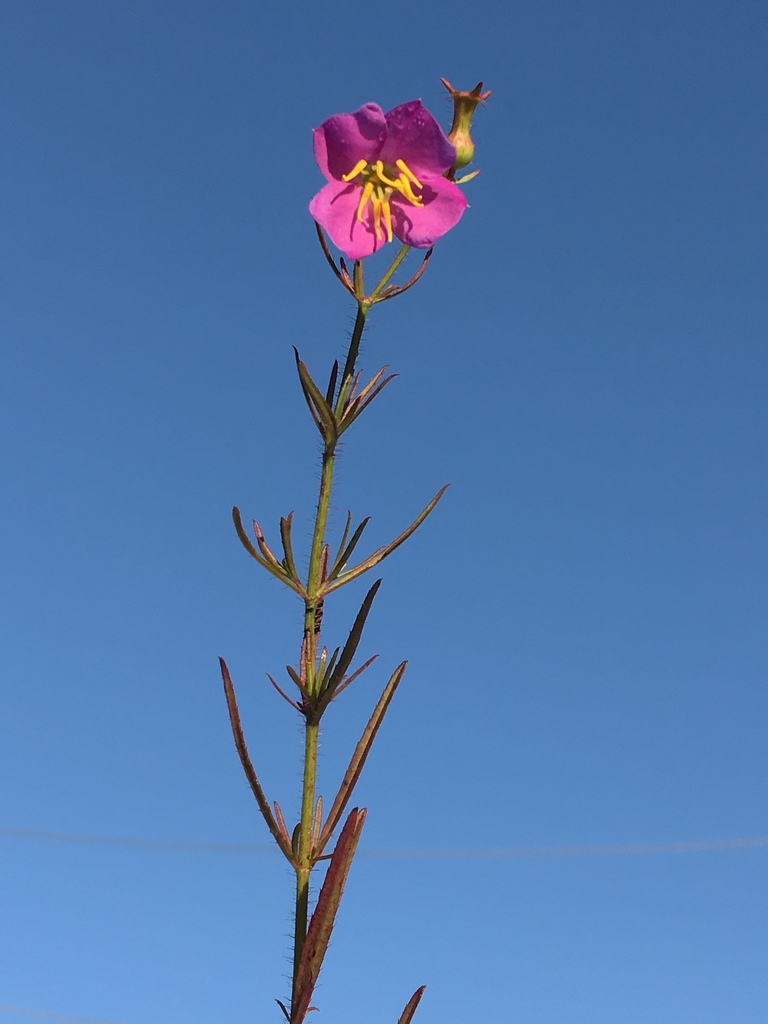 West Indian meadowbeauty