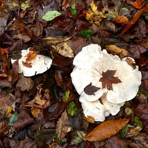 Clitocybe candida