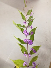 Callicarpa dichotoma