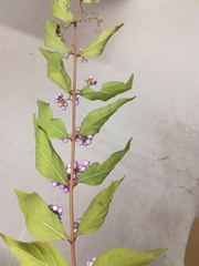 Callicarpa dichotoma