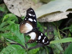 Hypolimnas anthedon anthedon