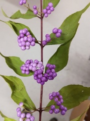 Callicarpa dichotoma