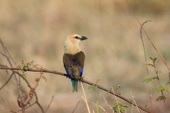 Coracias cyanogaster