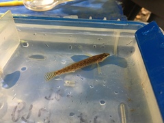Etheostoma