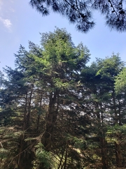 Abies cilicica