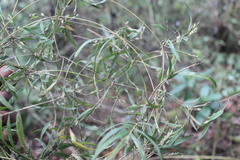 Nastus perrieri