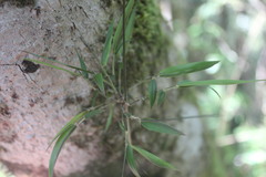 Nastus perrieri