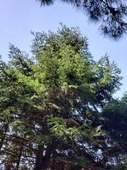 Abies cilicica