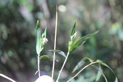 Nastus perrieri
