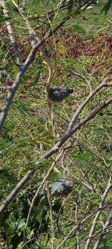 Image of Ibatia maritima by (c) ritirene, some rights reserved (CC BY)