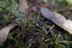 Philonthus decorus